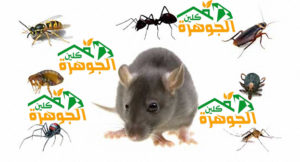 شركة مكافحة الحشرات بالمدينة المنورة شركة مكافحة الحشرات بالمدينة المنورة