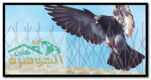الصفحة الرئيسية 155 شركة مكافحة الحمام بالمدينة المنورة