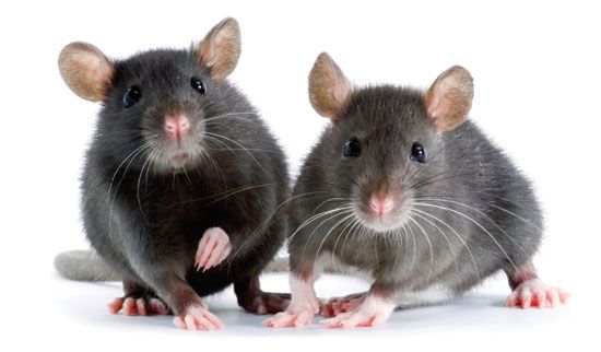 مكافحة الفئران بالاحساء