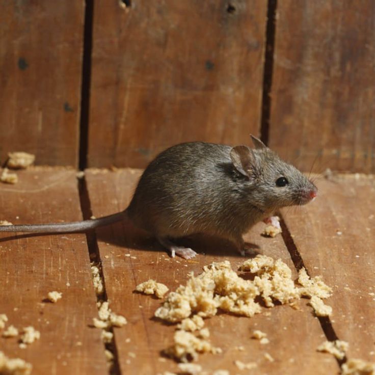 مكافحة الفئران بالاحساء